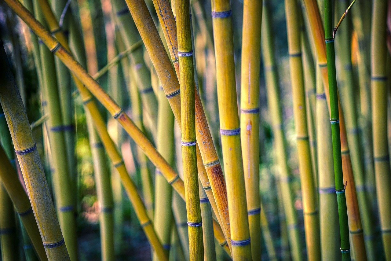 bamboo, trees, branches, bamboo forest, forest, plant, tribe, structure, horsetail, equisetum, texture, nature, jungle, bamboo, bamboo forest, bamboo forest, bamboo forest, bamboo forest, bamboo forest