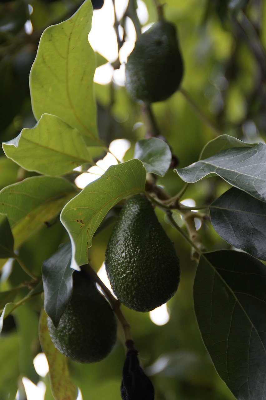 avocado, avocado tree, plant