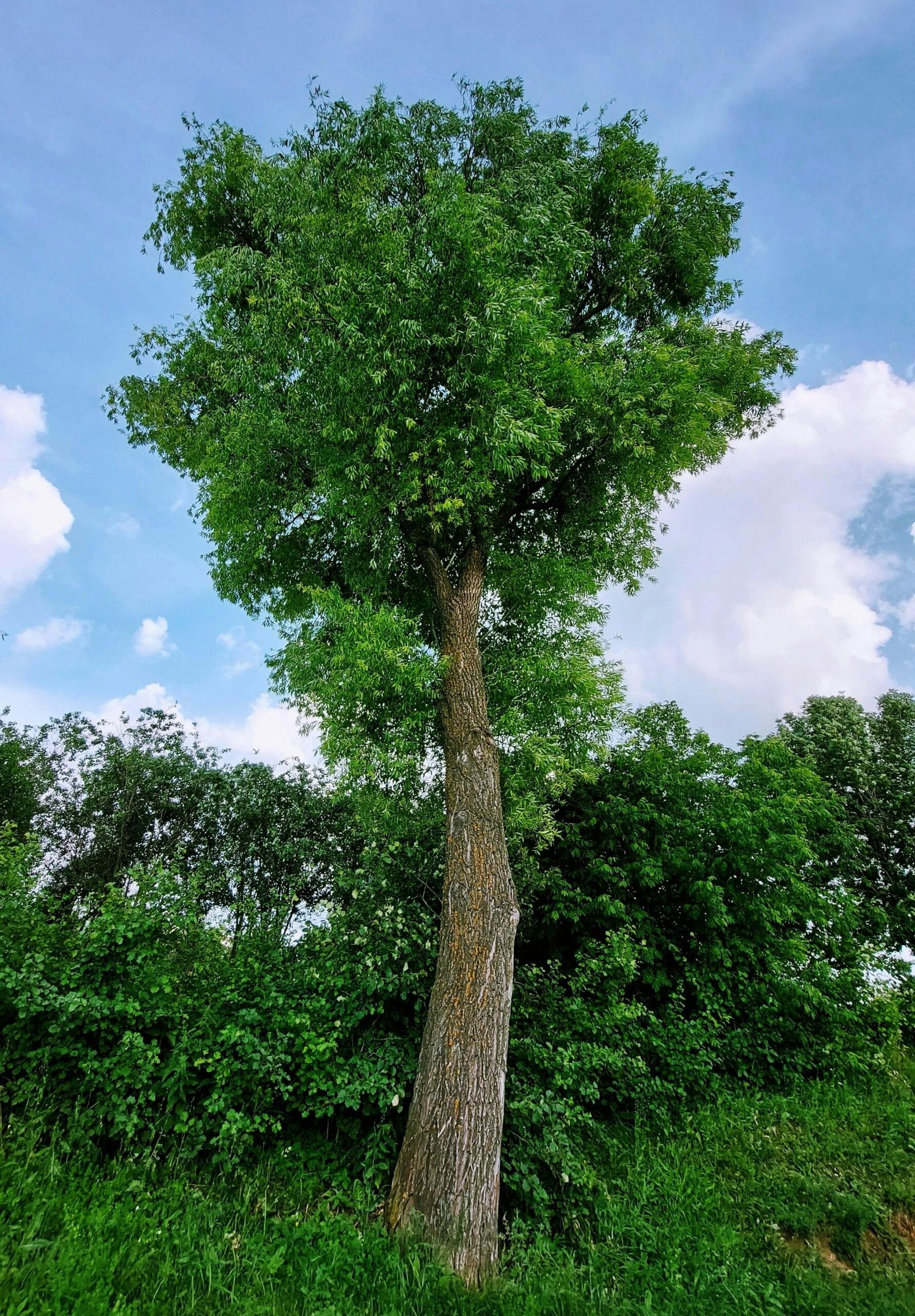 Free stock photo of blue, clouds, deciduous